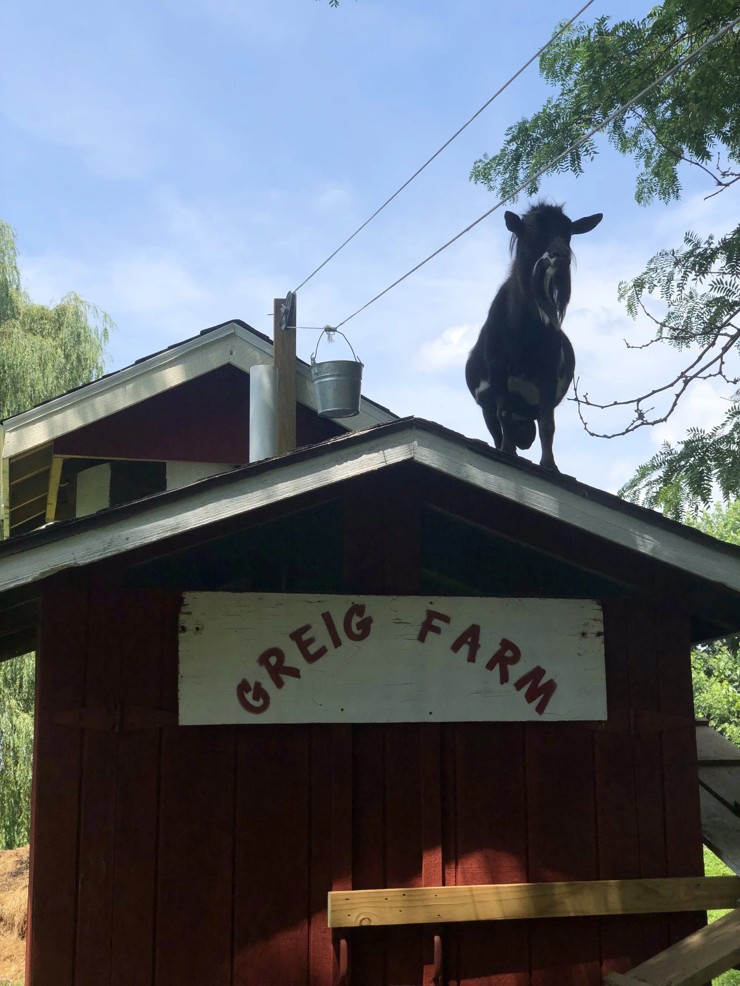 Feed The Pygmy Goats Greig Farm