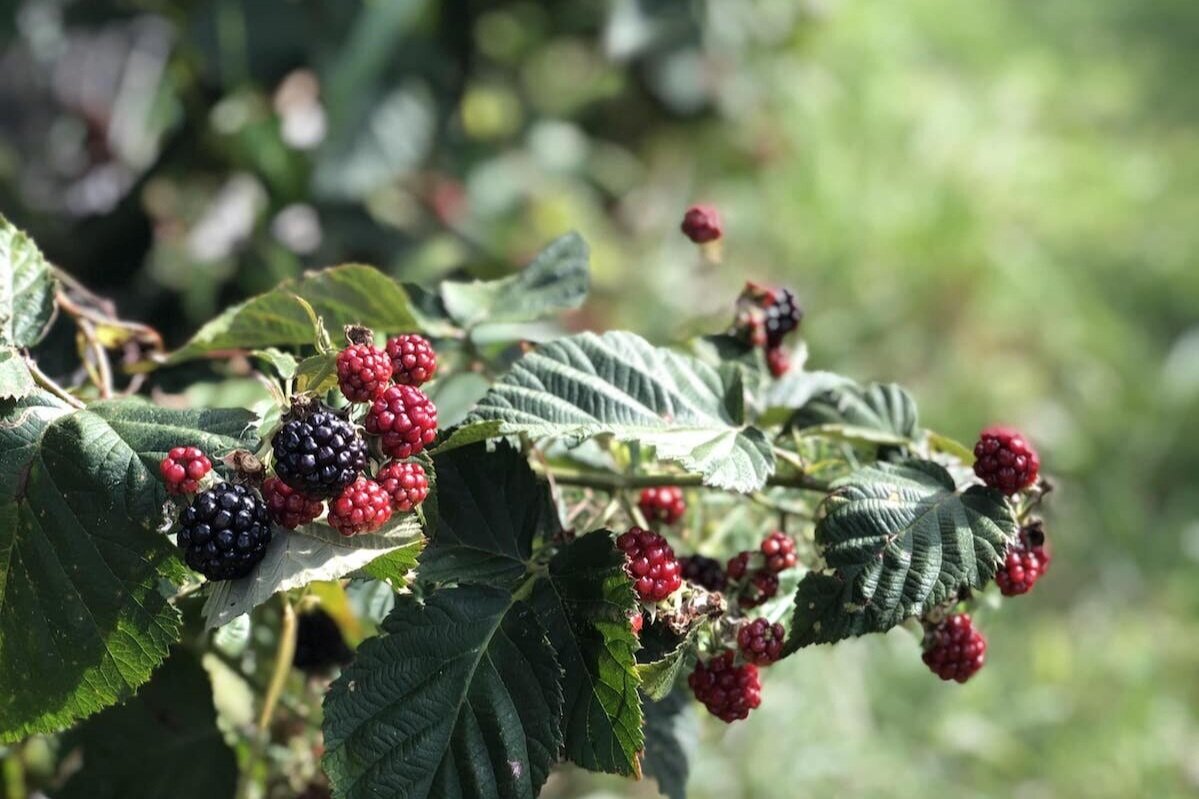挑选你自己的blackberries.jpg
