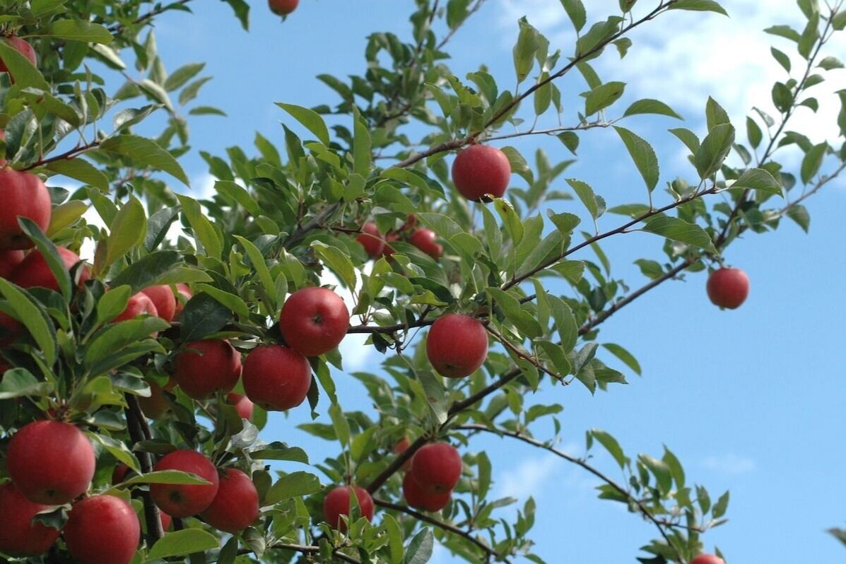 选择您自己的apples.jpg