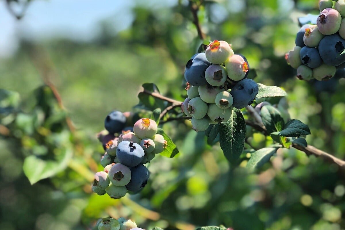 在红钩，纽约州的家庭经营的农场上挑选自己的蓝莓188金宝慱bet