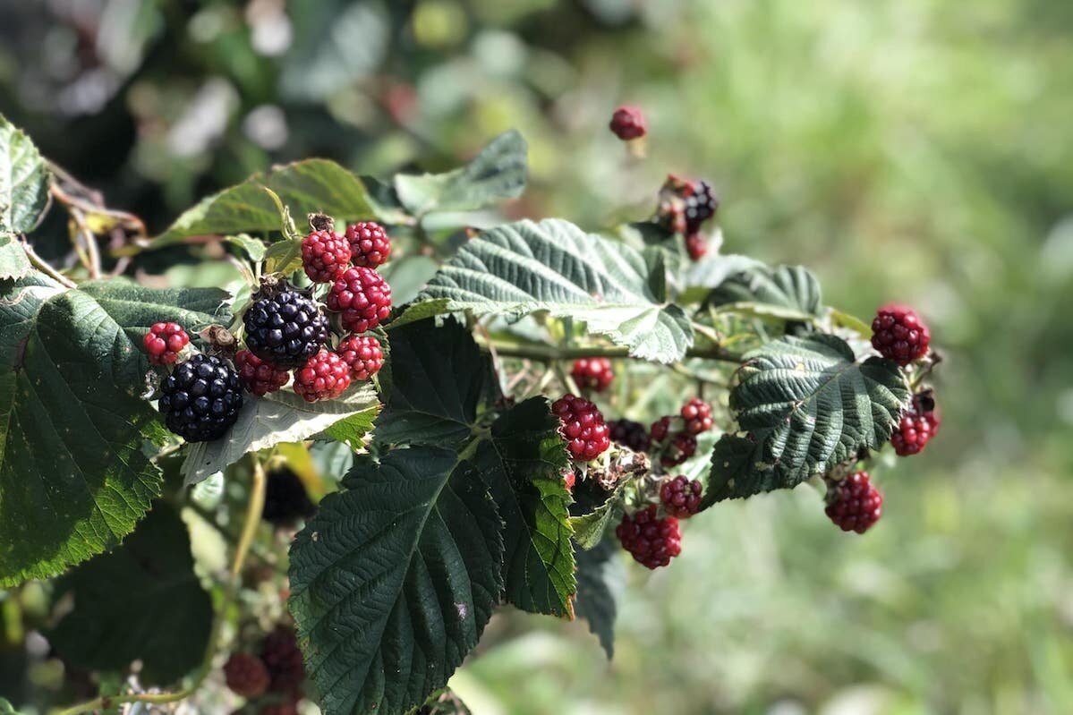 Picking Blackberries: How and When to Harvest