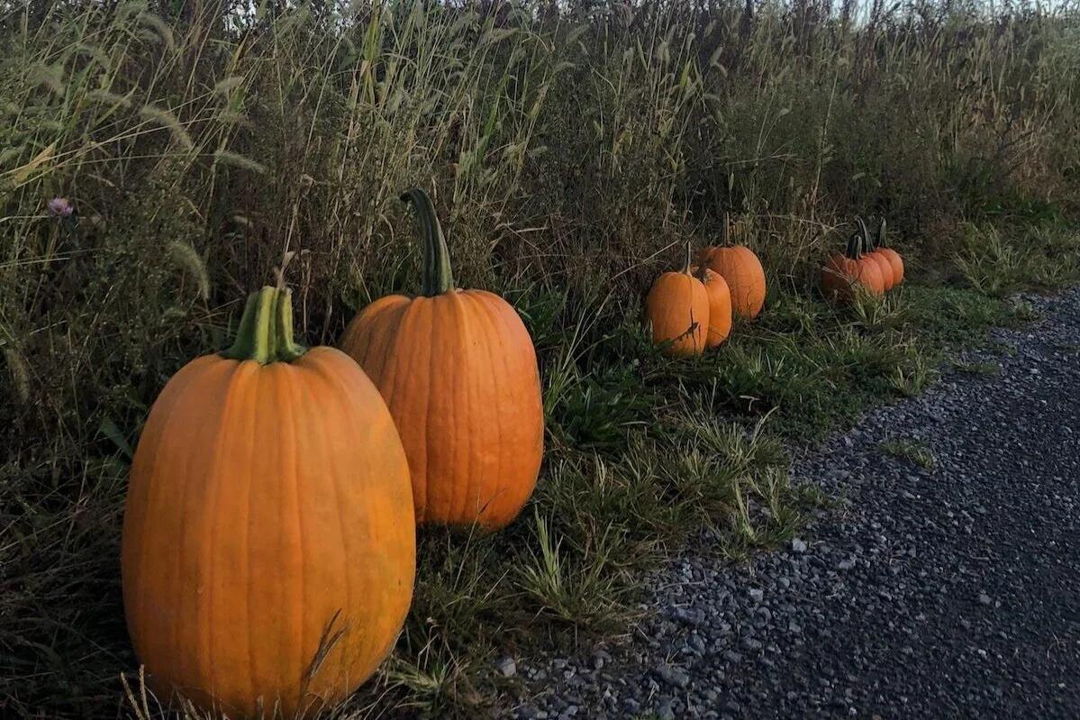 Pick Your Own Pumpkins Greig Farm