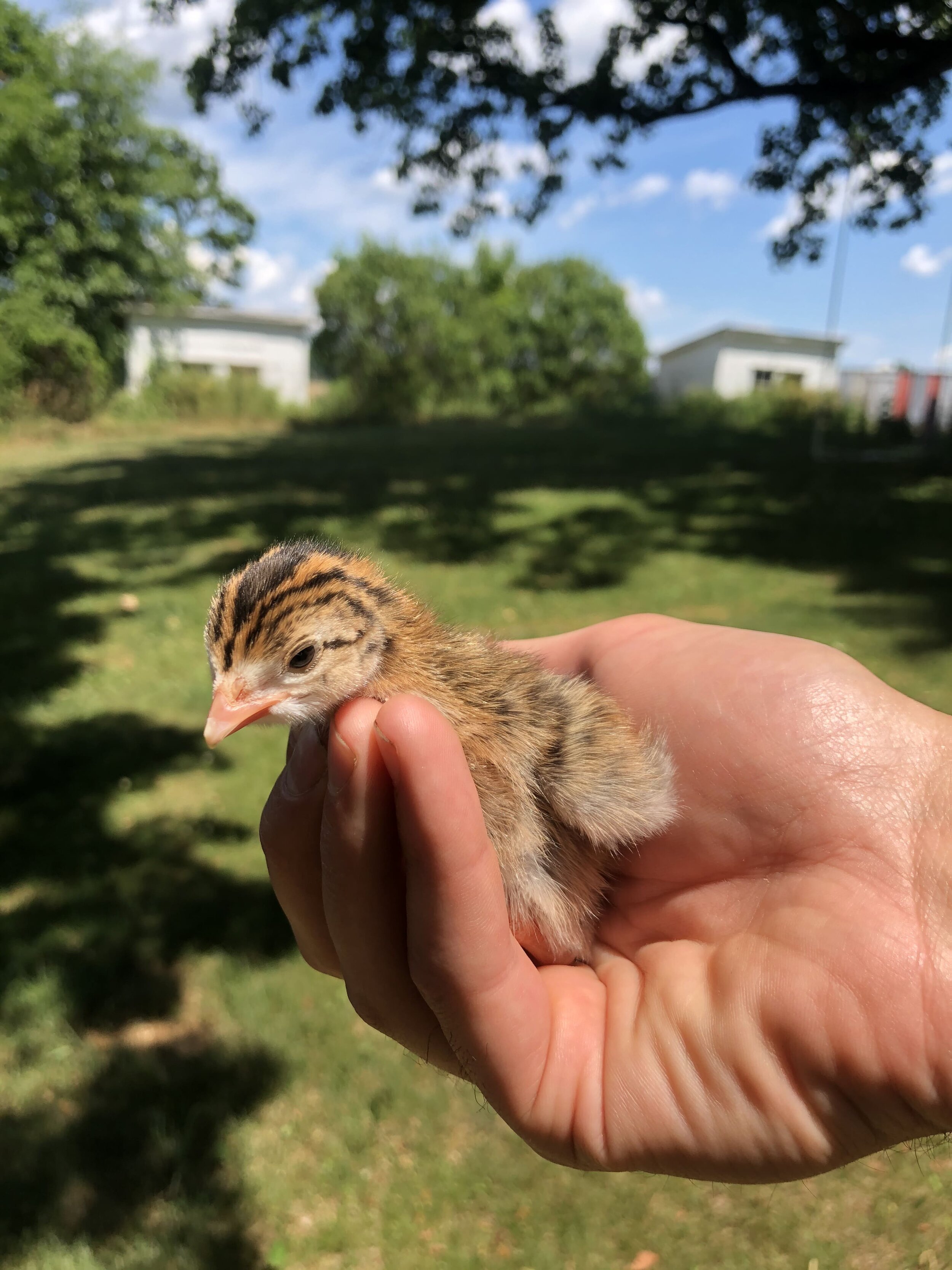 How To Raise Day Old Guinea Fowl Keets In A Brooder Greig Farm