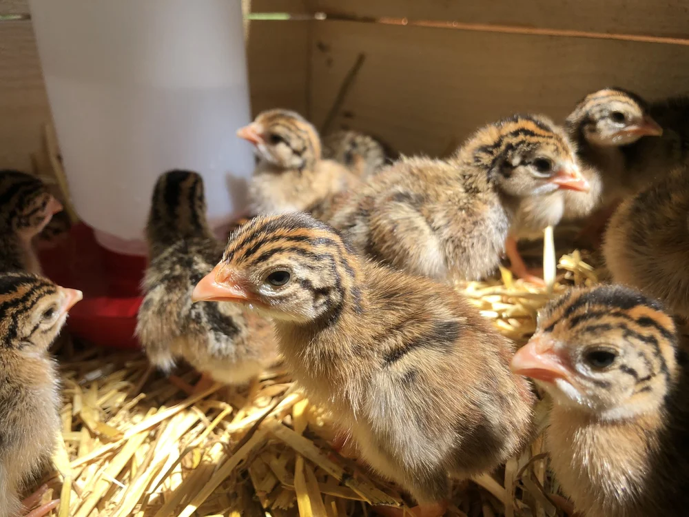 How To Raise Day Old Guinea Fowl Keets In A Brooder Greig Farm