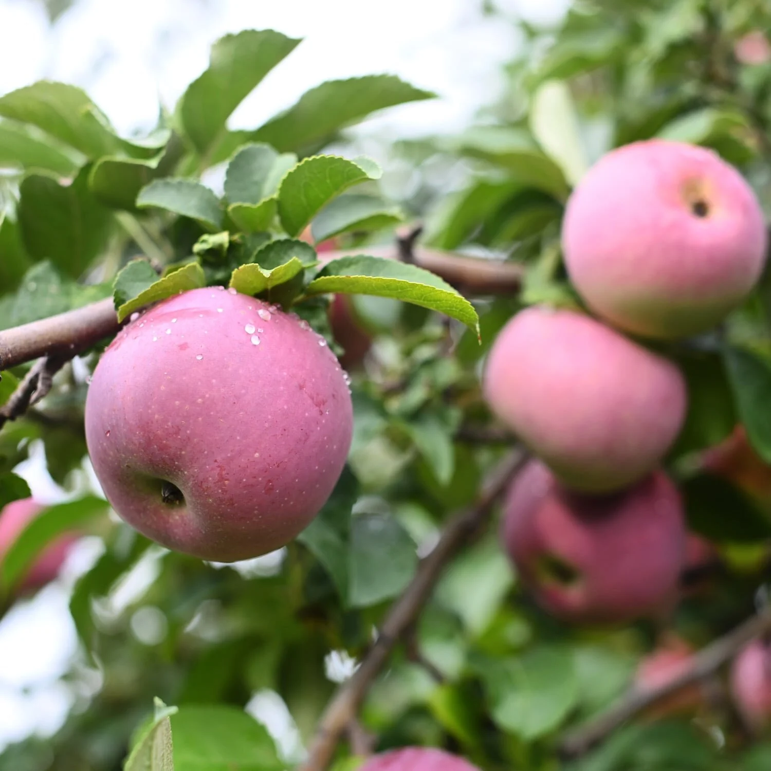 Apple Picking