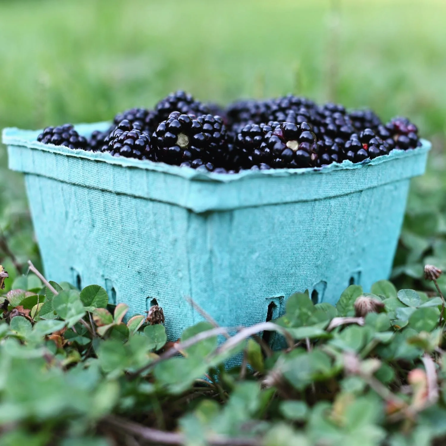Blackberry Picking