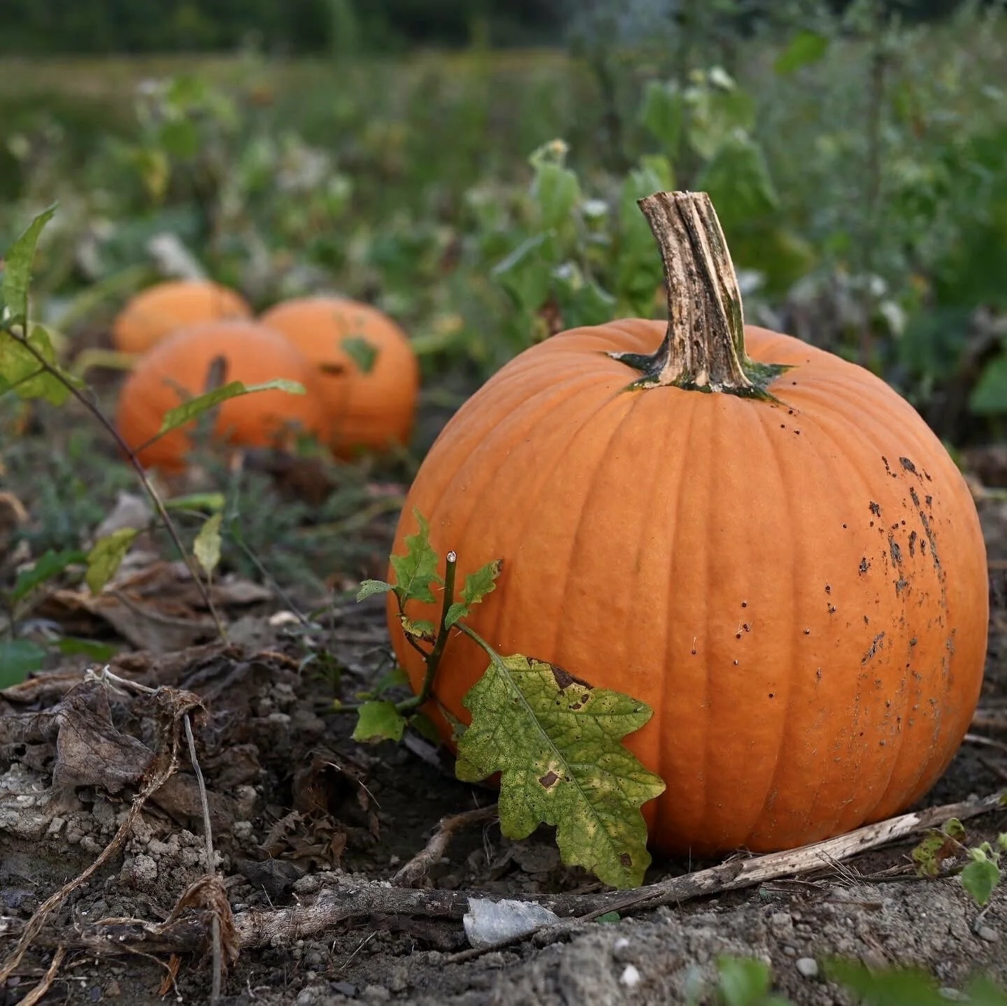 Pumpkin Picking