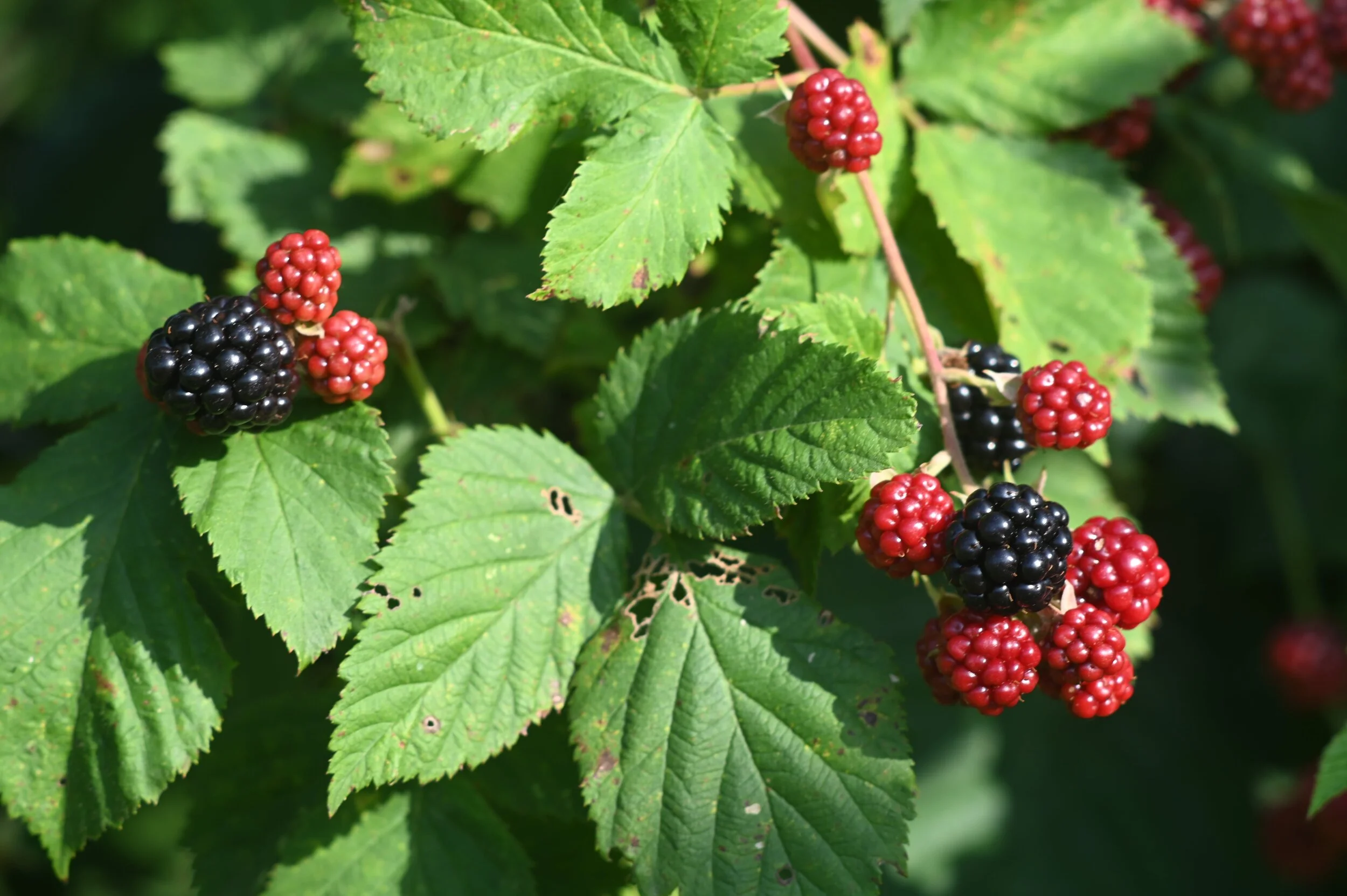 Blackberries