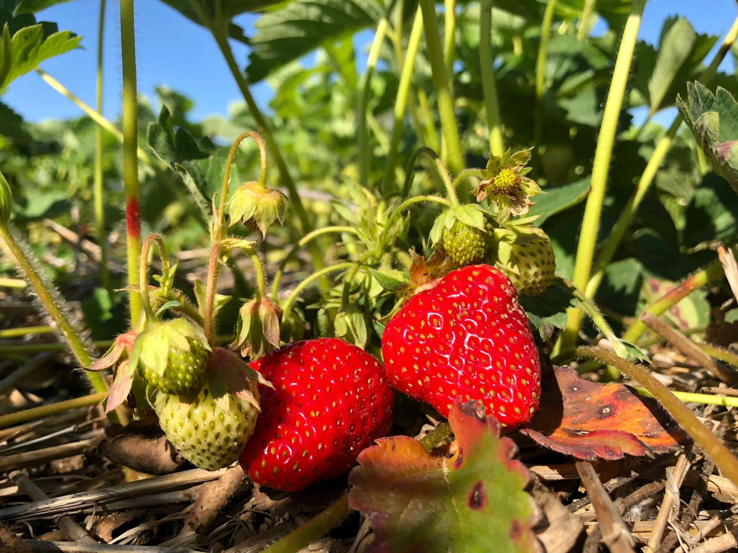 Strawberries