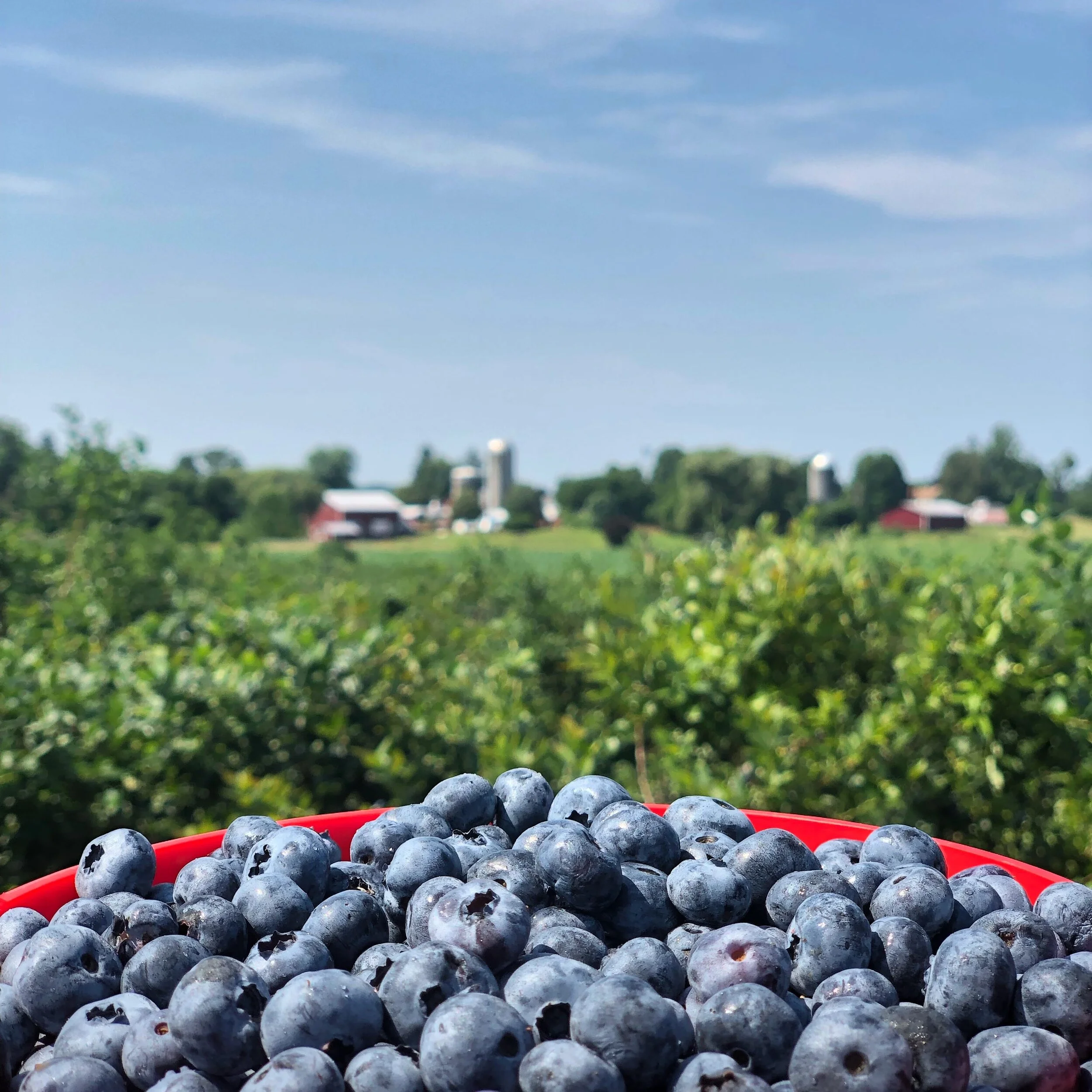 Blueberry Picking