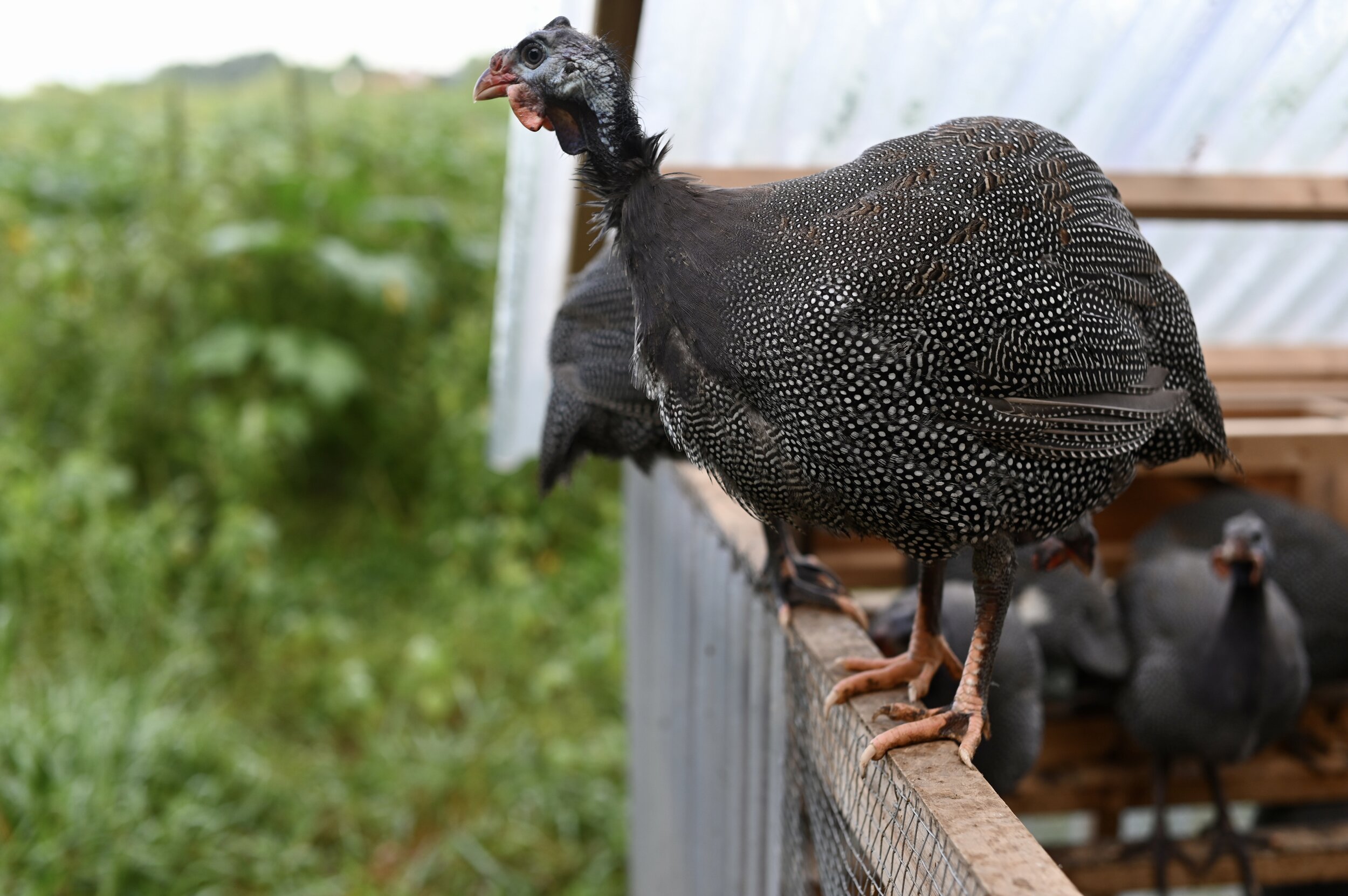 How the heck did we train guinea fowl to return to their coop? — Greig Farm