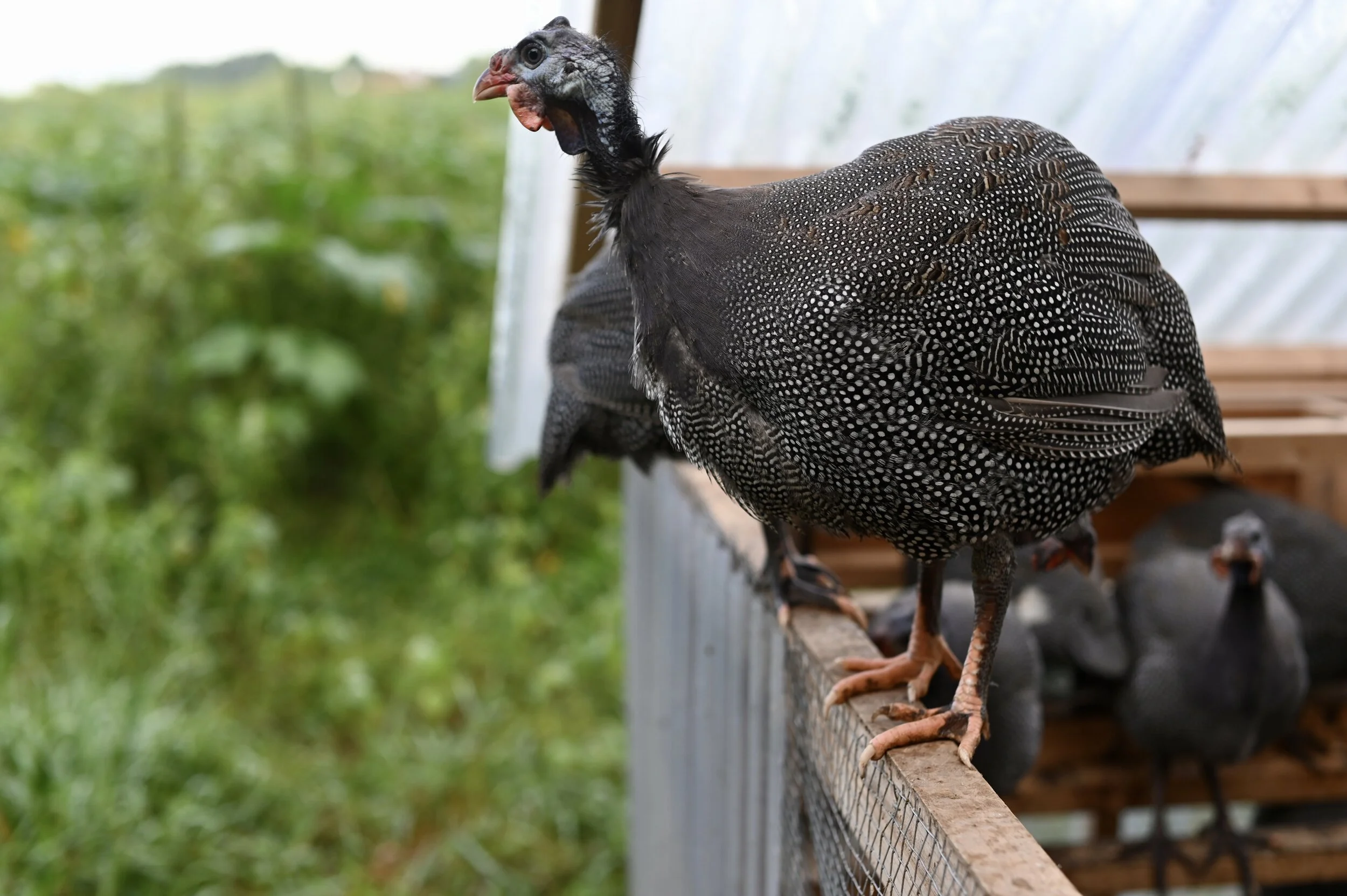 How the heck did we train guinea fowl to return to their coop?