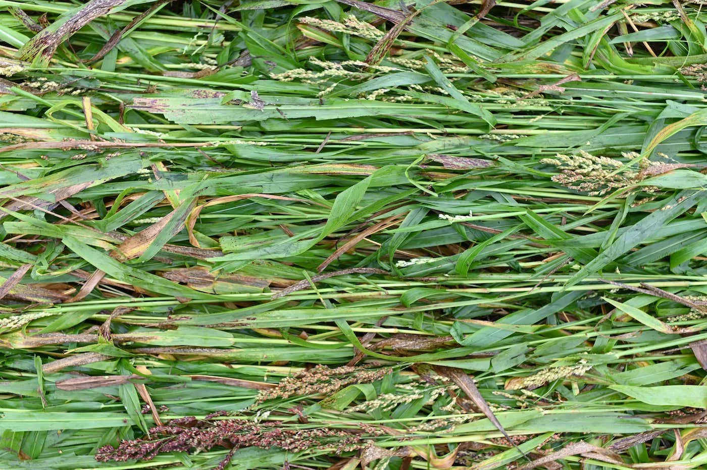 How might we preserve the meaning of "regenerative agriculture"?