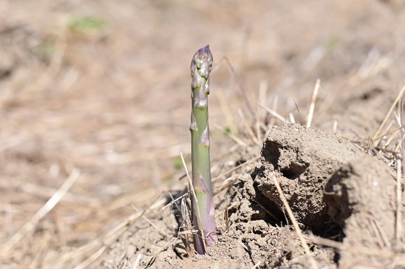 Asparagus Picking