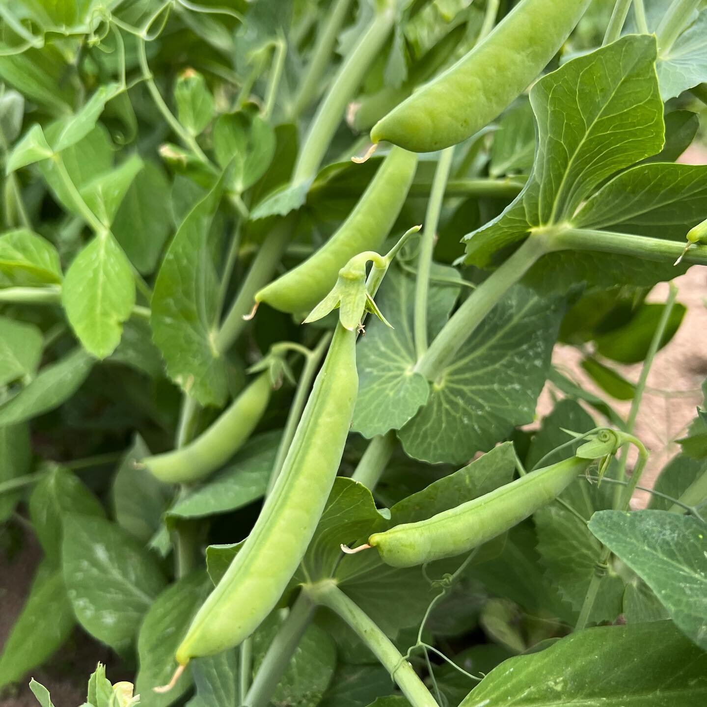 Sugar snaps are just about ready for picking - we&rsquo;ll open the patch up on Thursday!

In the meantime, we&rsquo;re open every day of the week for strawberries. The front of the patch is a bit picked over, but there&rsquo;s plenty of berries furt