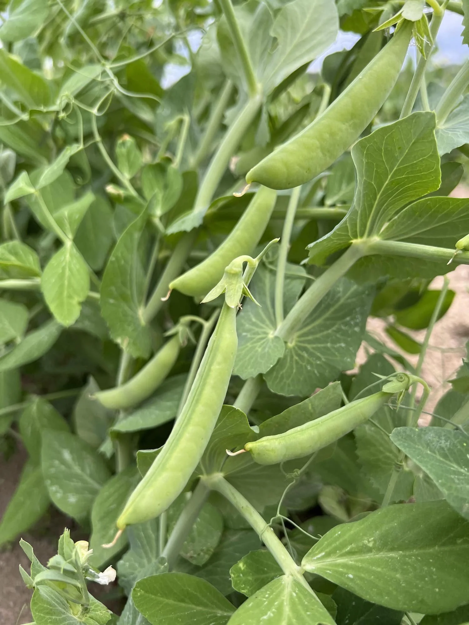 Snap Peas