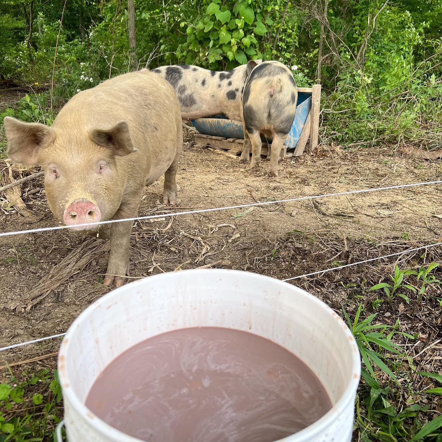 Over the past few months, we&rsquo;ve tried adding a few different waste streams to the pigs&rsquo; feed. We recently started taking milk from the cafeteria at Mill Road Elementary School. Declan Dwyer-McNulty, a Red Hook alumnus and now teacher at M