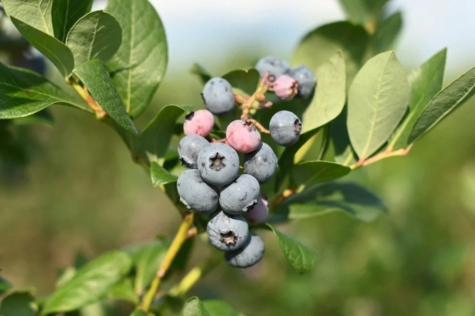 Blueberries