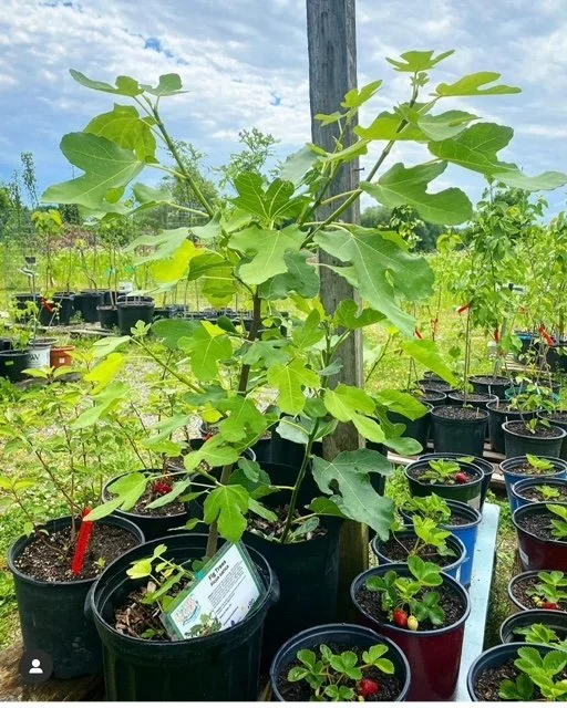 Growing Fig Trees with Full Circus Farm @ Flower Power