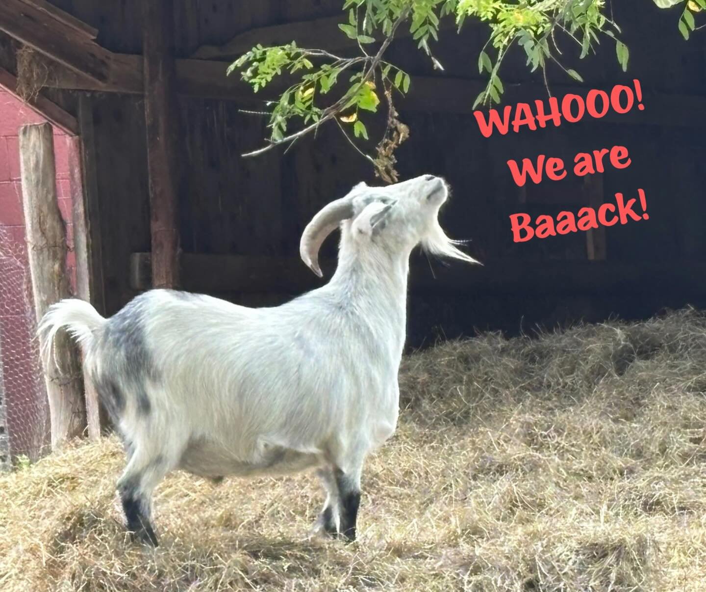 We&rsquo;re opening on Friday, Jan 16th for the 2026 season! And we&rsquo;ve spruced up the place.

The goats missed you! Come give them some treats.

🛒👩&zwj;🌾 MARKET Open Every Day 10a-7p
Curated with Hudson Valley Goods plus our Farm Merch

🍔 C