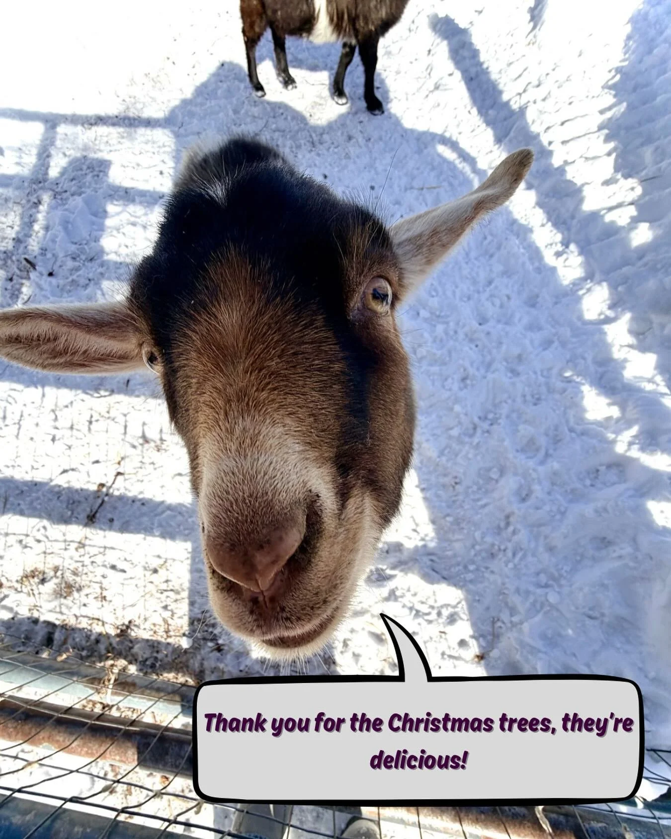 The cold doesn&rsquo;t stop us! We&rsquo;re pushing through the cold (and warming up with delish hot goodies in the caf&eacute;). We&rsquo;ve cleared paths so you can go right up to the goats and say hi! Check out the skeletons of the Christmas trees