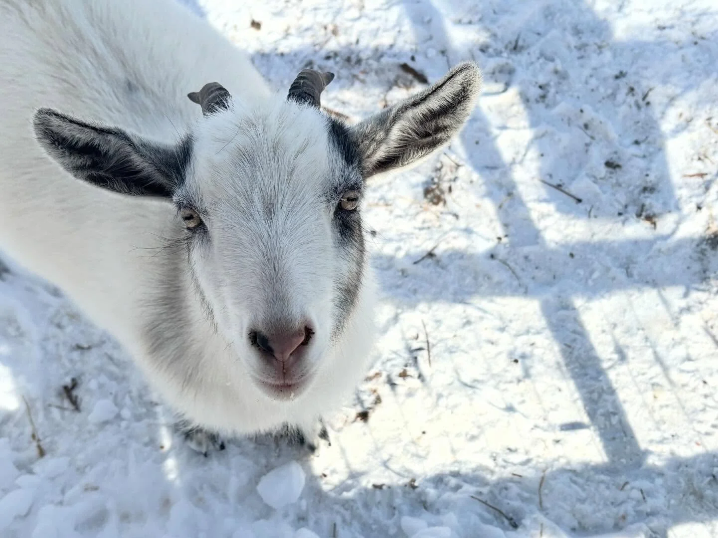 Let a goat light up your day ☀️

We&rsquo;re open every day for goat visits. Trails open &lsquo;till dusk. Bring your energetic kids or leashed pups!

🐐👩&zwj;🌾 MARKET &amp; GOAT VISITS 
Every Day 10a-7p
 Sale thru 3/1 on Local Honey &amp; Jam 
🍔 