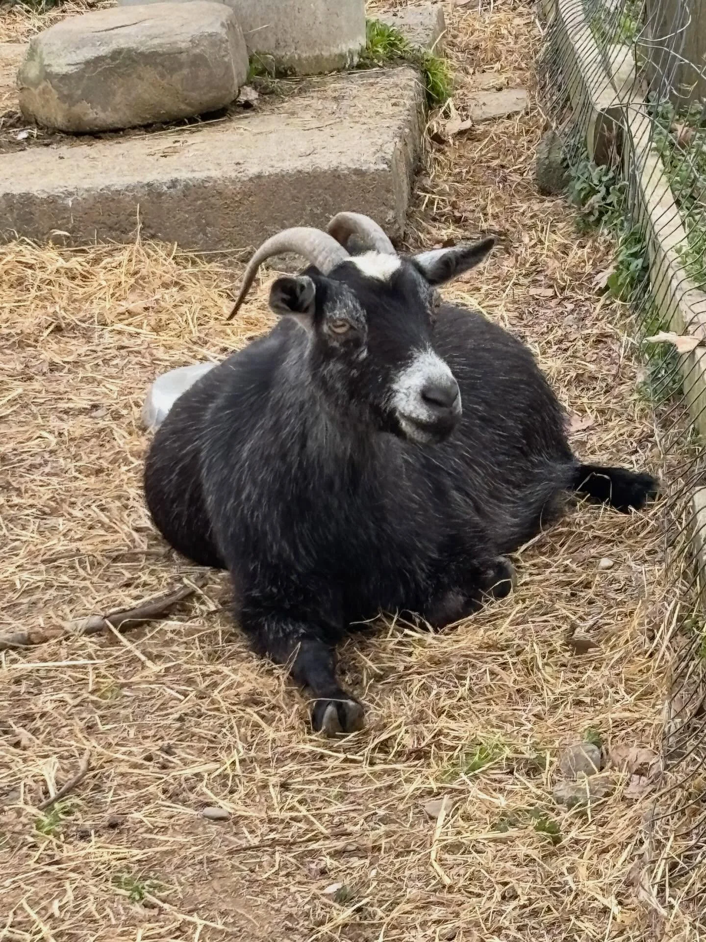 Let&rsquo;s play - pregnant or not!
Goat 1- for sure! Linda

Come say hello to the goat mamas! We&rsquo;re expecting early May 💜
Goat visits every day 10-8