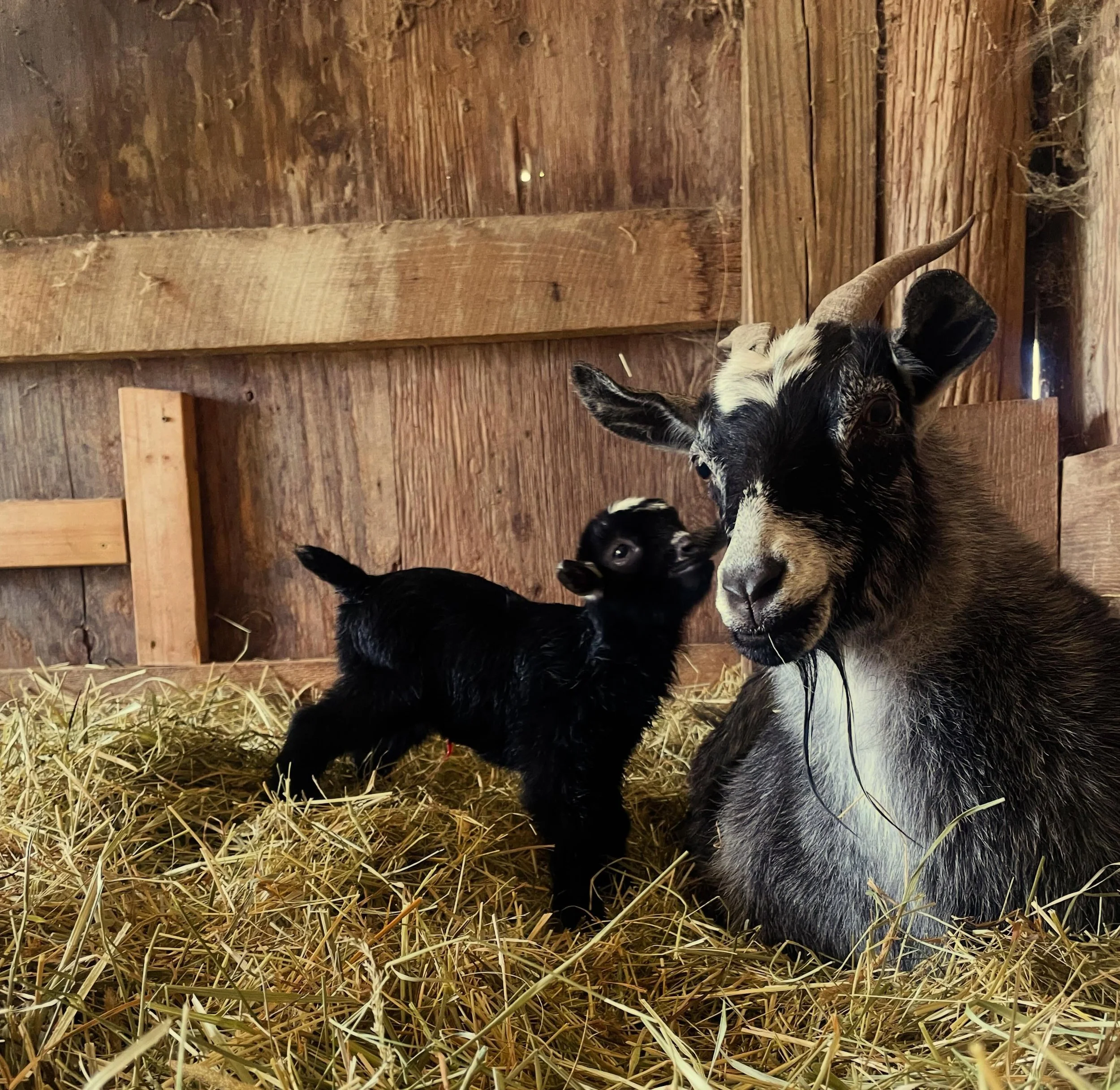 Please welcome Ziggy!  The first baby of the season!  Mama Bowie had this little cutie this morning. She may have another. We&rsquo;re standing by. And the other mamas are not far behind.  Goat visits 10-8p #ziggystardustandthespidersfrommars #babygo