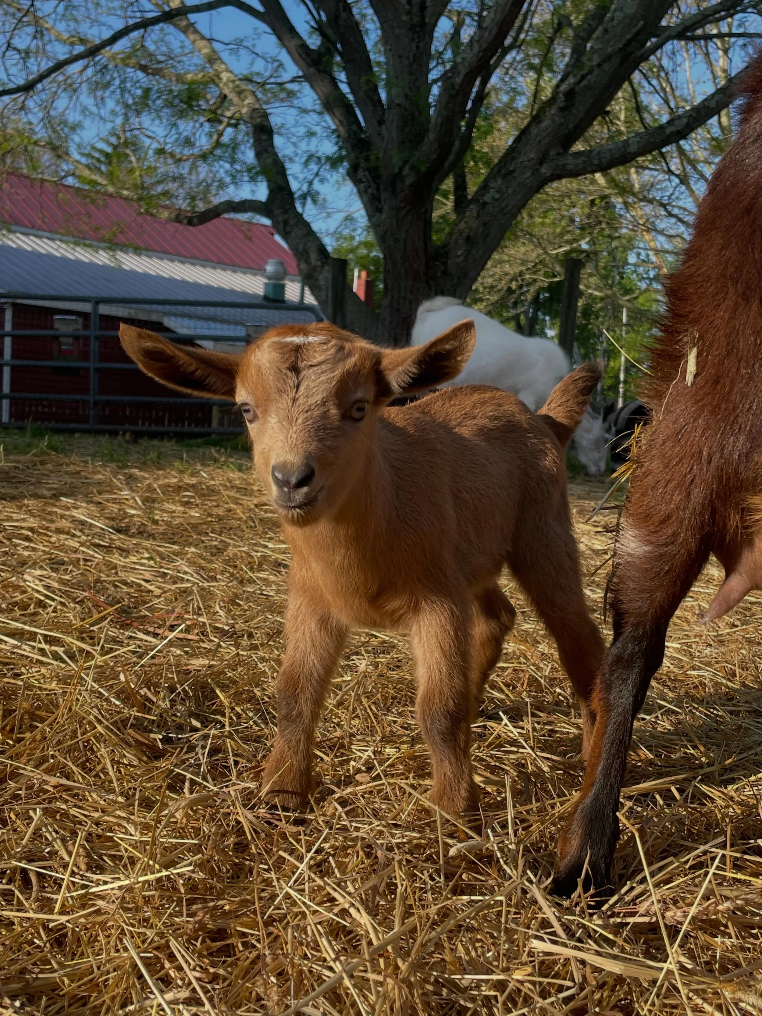 The Baby Goats Keep Comin&rsquo; 9 so far!  Goat visits and smiles are free and all around.  We&rsquo;re open all weekend rain or shine.  Food, drinks, Hawaiian ices, asparagus picking  Something for everyone 💜🌸👩&zwj;🌾 #babygoatsarethecutest  #hu