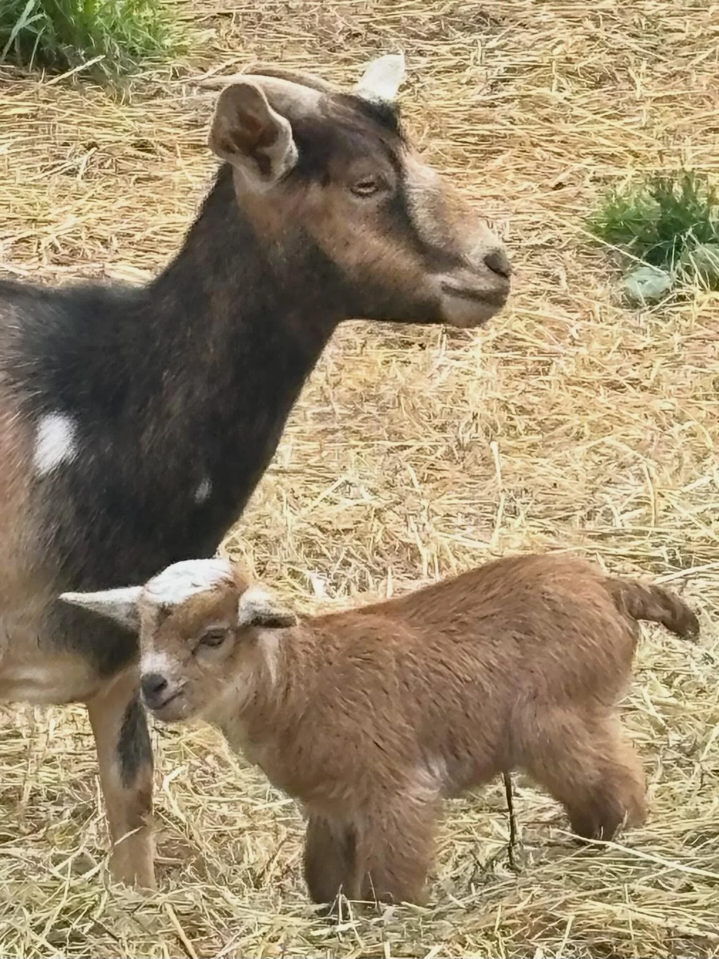 Help Us Name our Baby Goat!

Yesterday morning Glinda had her first kid ever!  With this little one, the pen is now topped off at 11 baby goats.  Come see him and his family in person! He is the one with the little white ears.

🍼🐐Send us some baby 