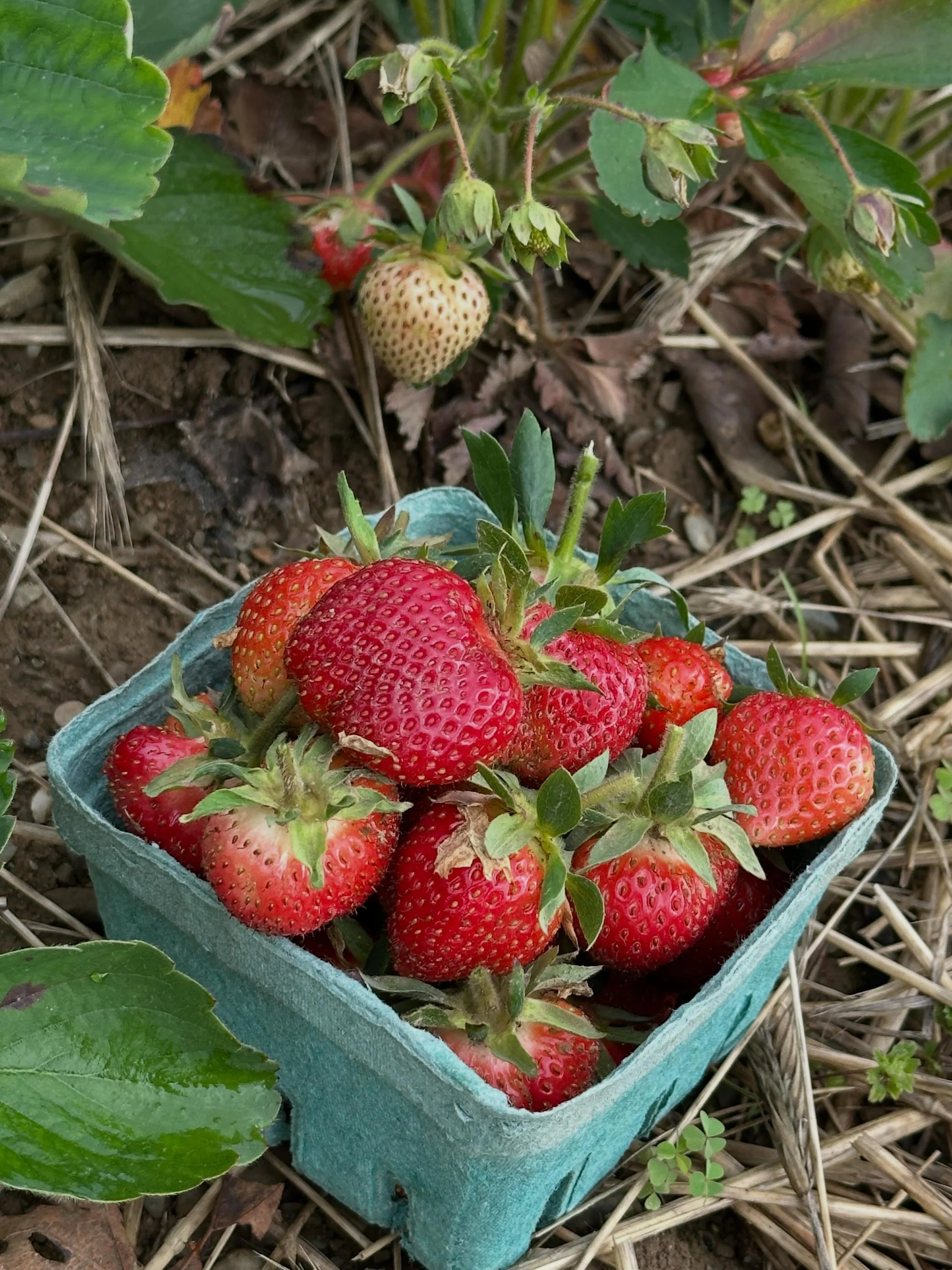 Strawberry Picking Season open starts tomorrow! Mon June 1st  Drive straight fromo the red U Pick Booths on Pitcher Lane.  Follow the signs!  Open every day 9a-7p.  Market every day 10 to 8 Caf&eacute; every day except Wednesdays 11 to 6.  #strawberr
