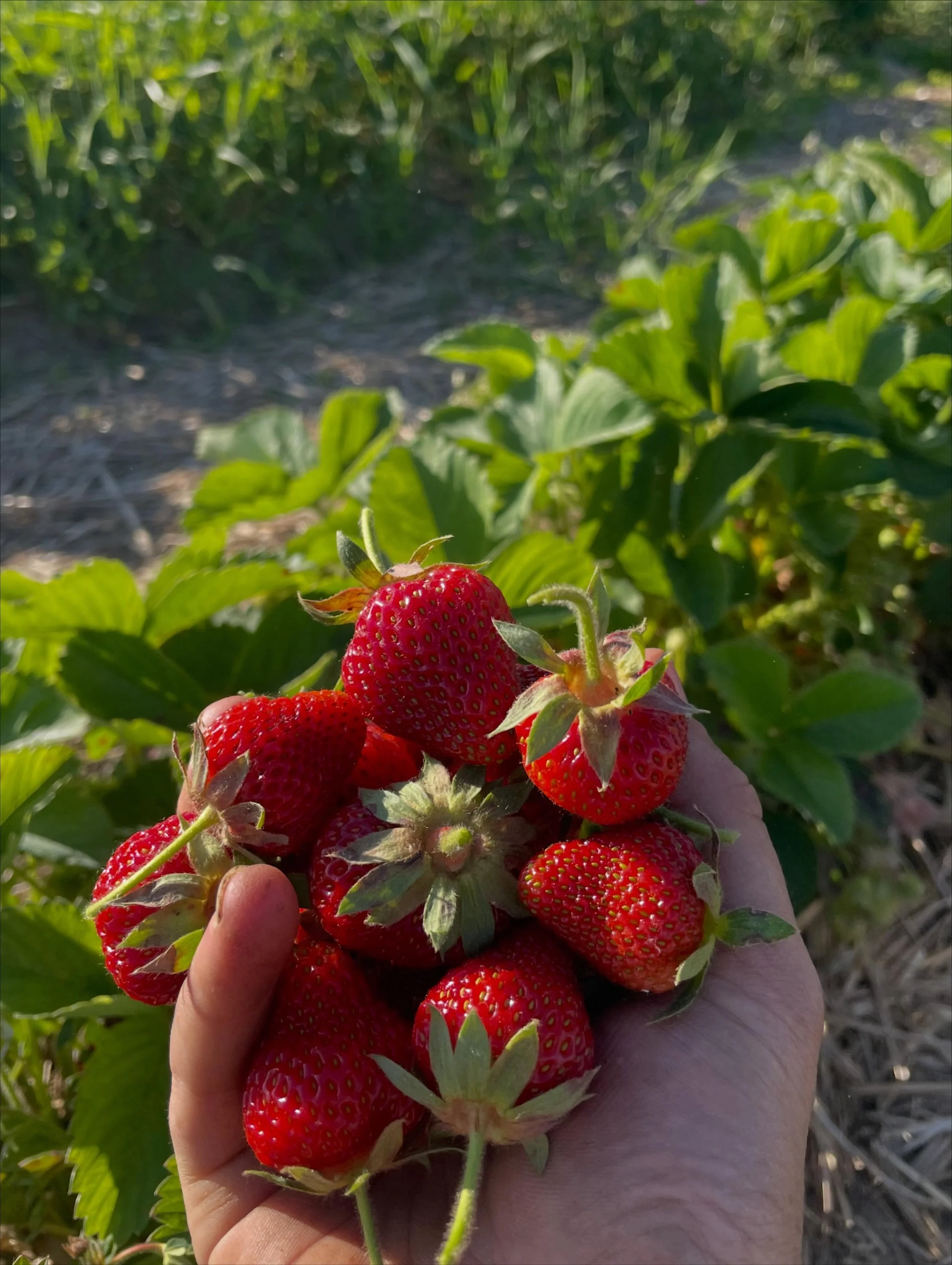 PYO Strawberries 🍓 
OPEN 9am-7pm
7 days/week
Come see us on the farm!