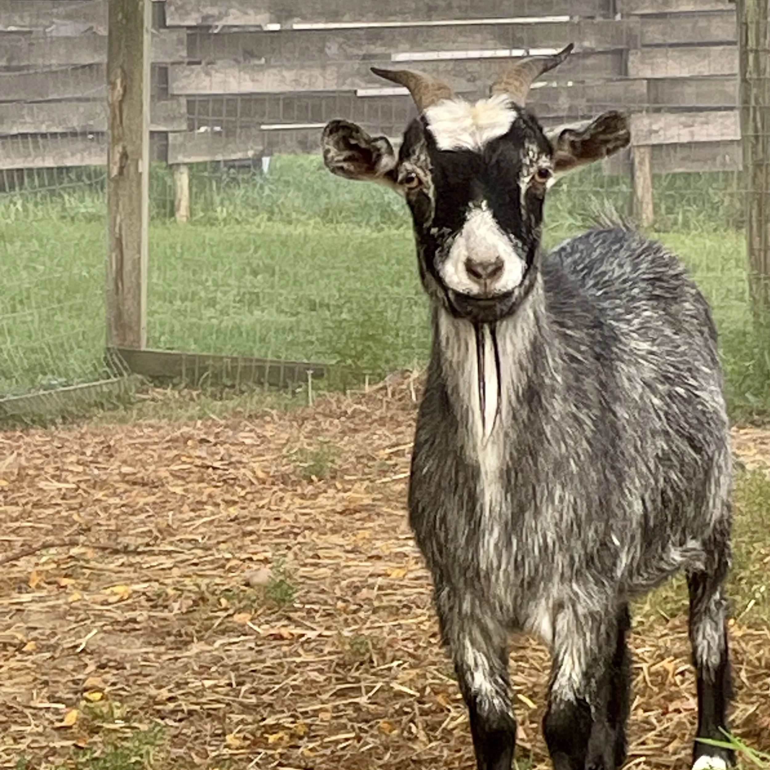 Feed the Goats!