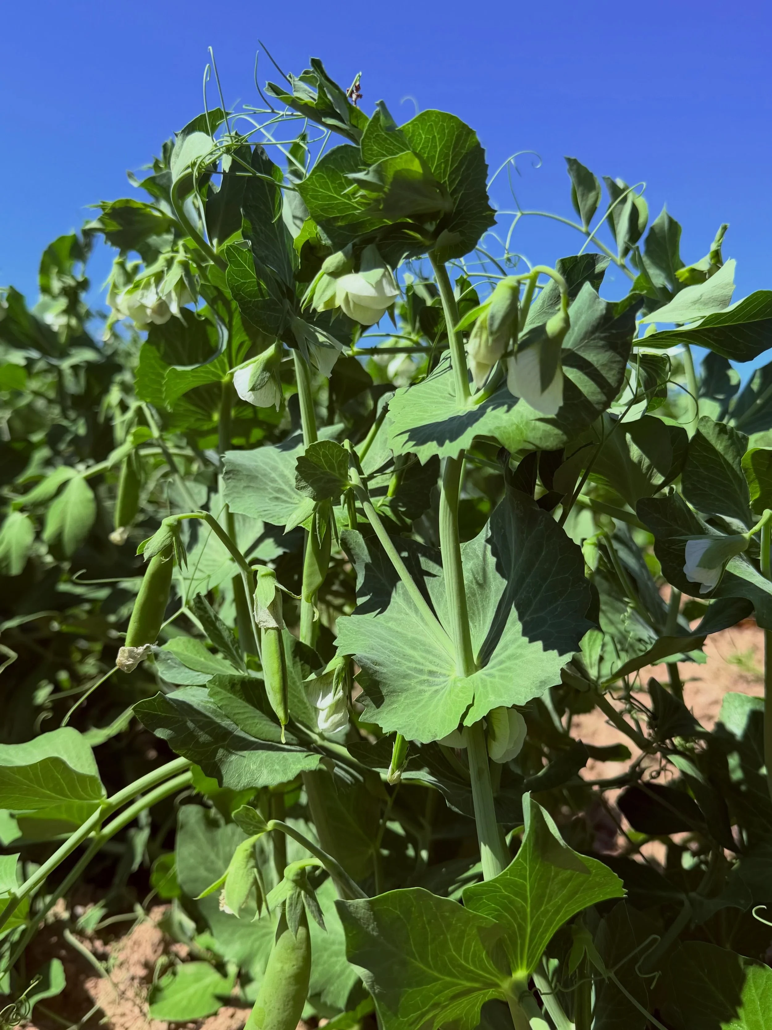 Hidden between the rows of berries on the farm, you&rsquo;ll find the most delicious snap peas, coming soon!
Sweet, crisp, and perfect for snacking right off the vine, they&rsquo;re one of our favorite signs of early summer. Keep an eye out&mdash;the