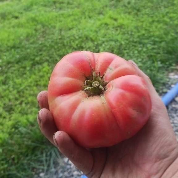 Tomato+Heirloom+Slicer.jpg