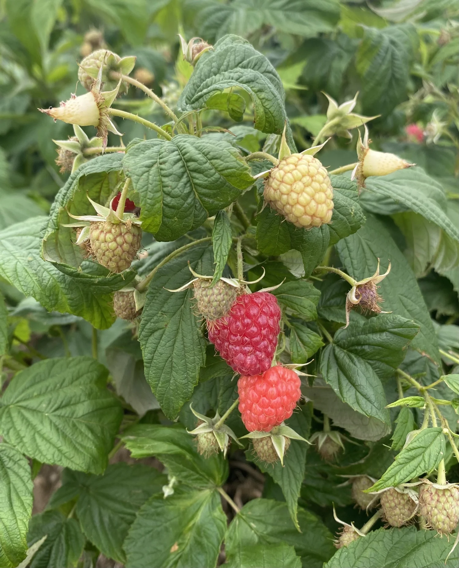 pick-your-own-raspberries-greig-farm