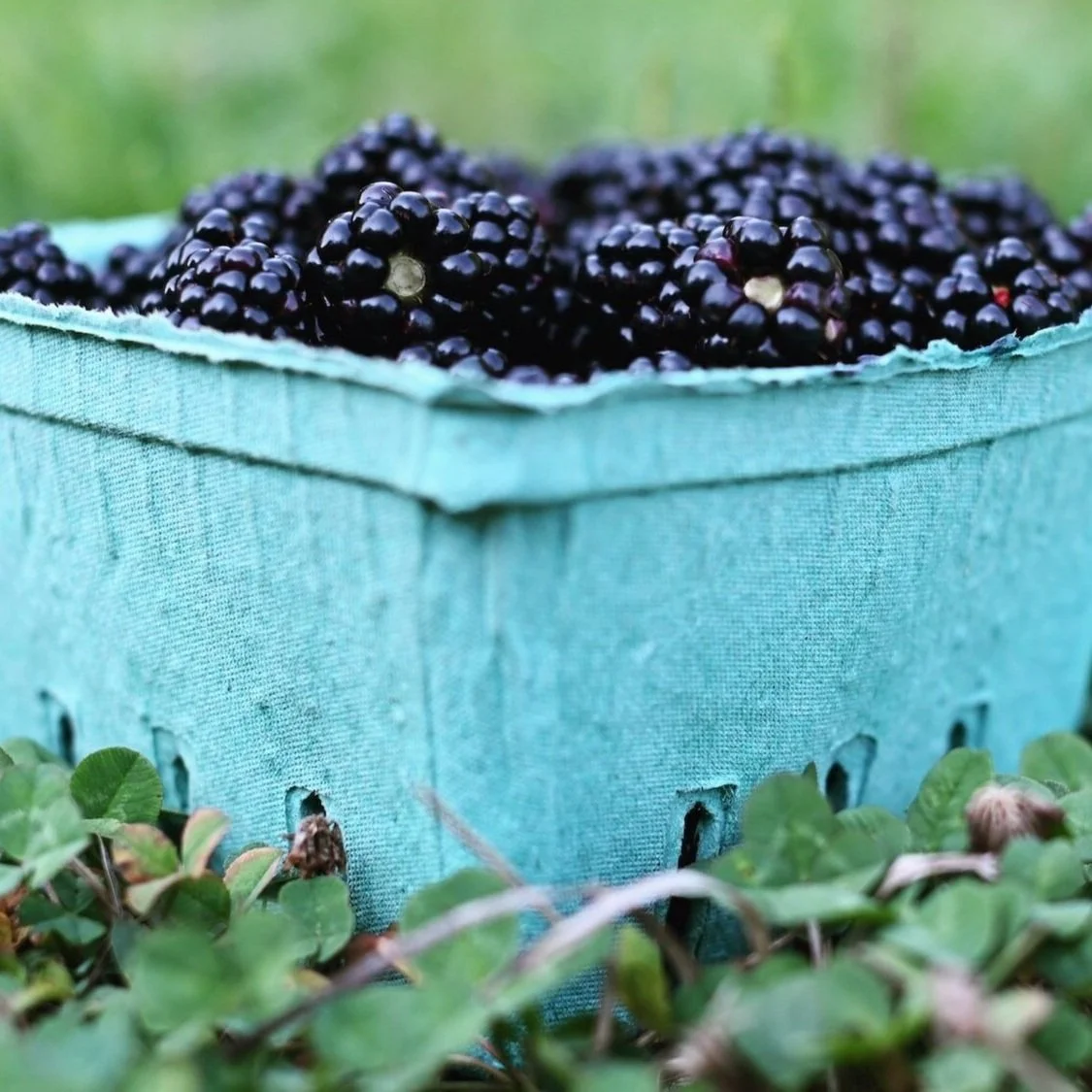 blackberry-picking.jpg