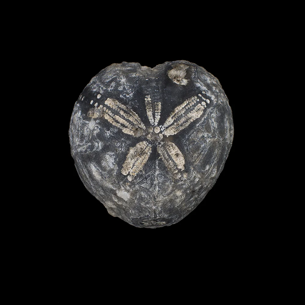 Echinoid fossilised sea urchin