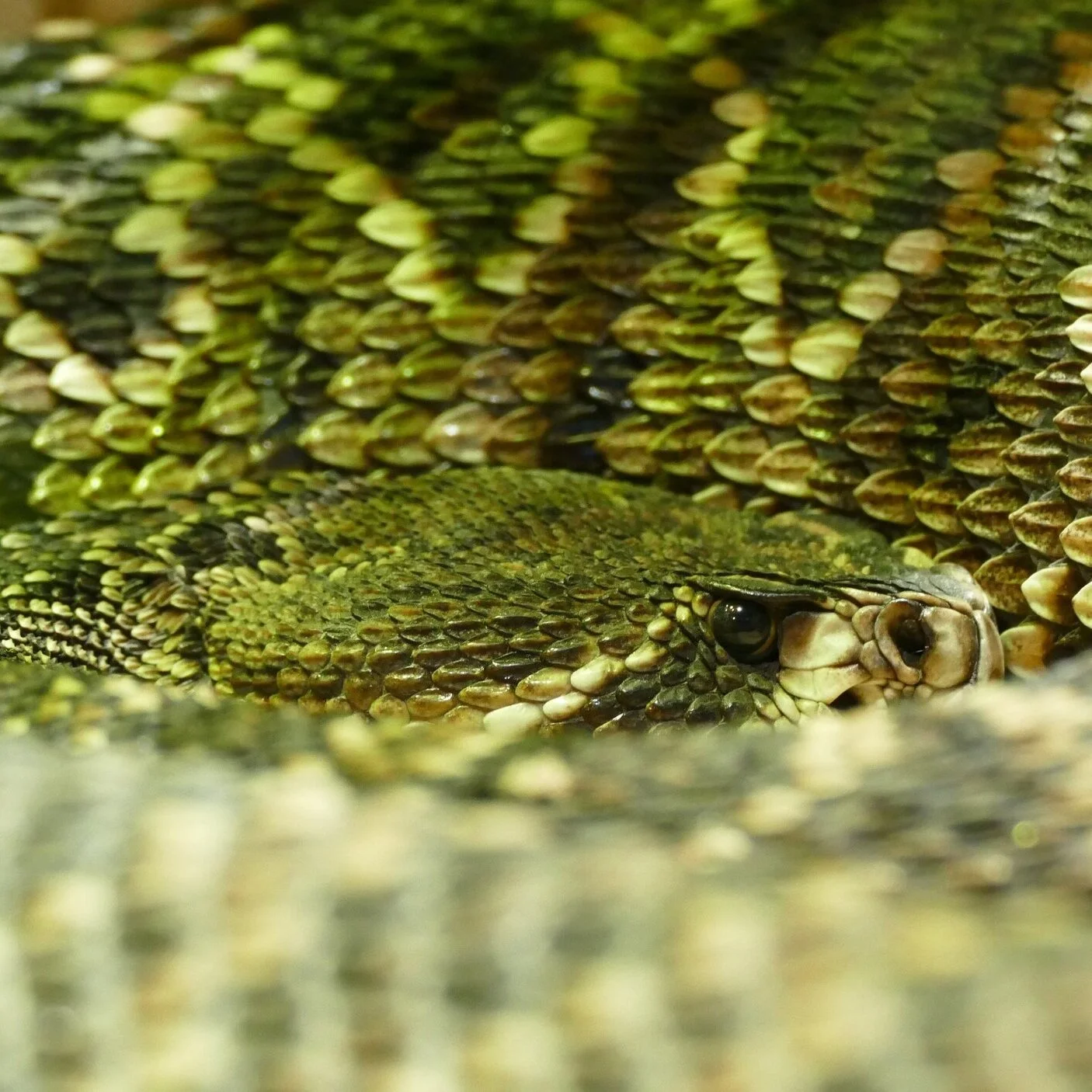 Why Would Anyone Trust A Snake?