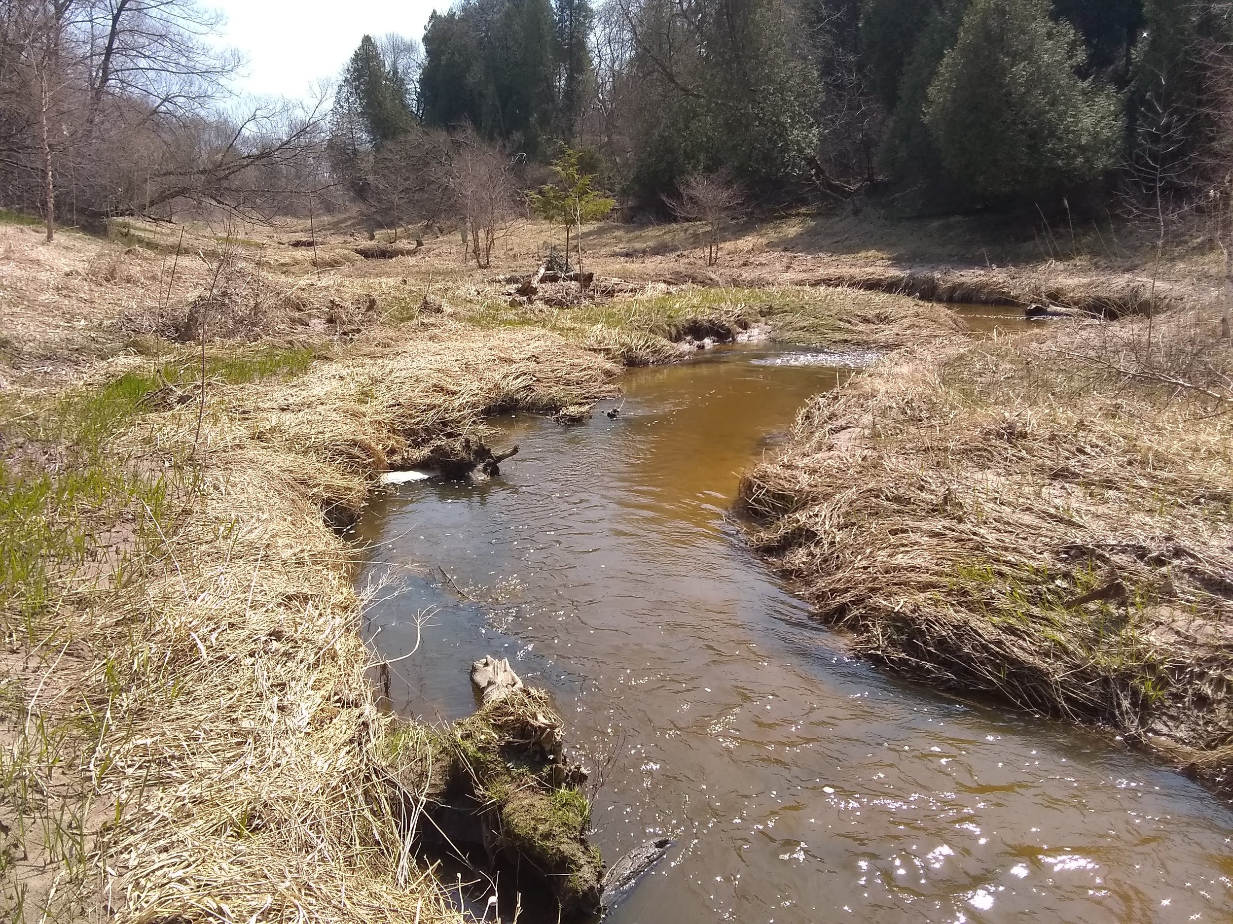 Post-dam removal: after removing sediment and restoring the stream behind a dam