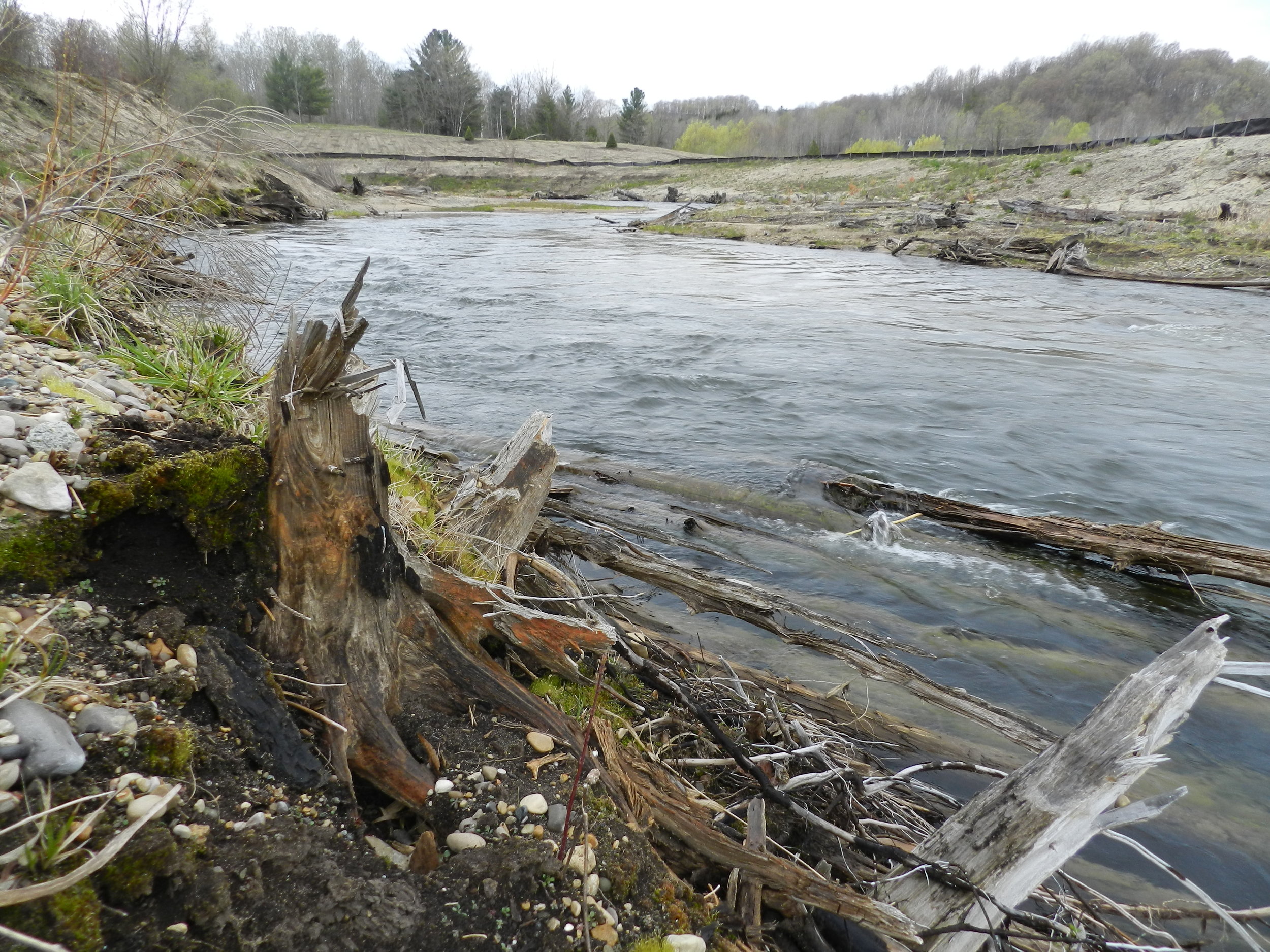 Post-dam removal: stumps and wood are exposed from the channel prior to dam construction
