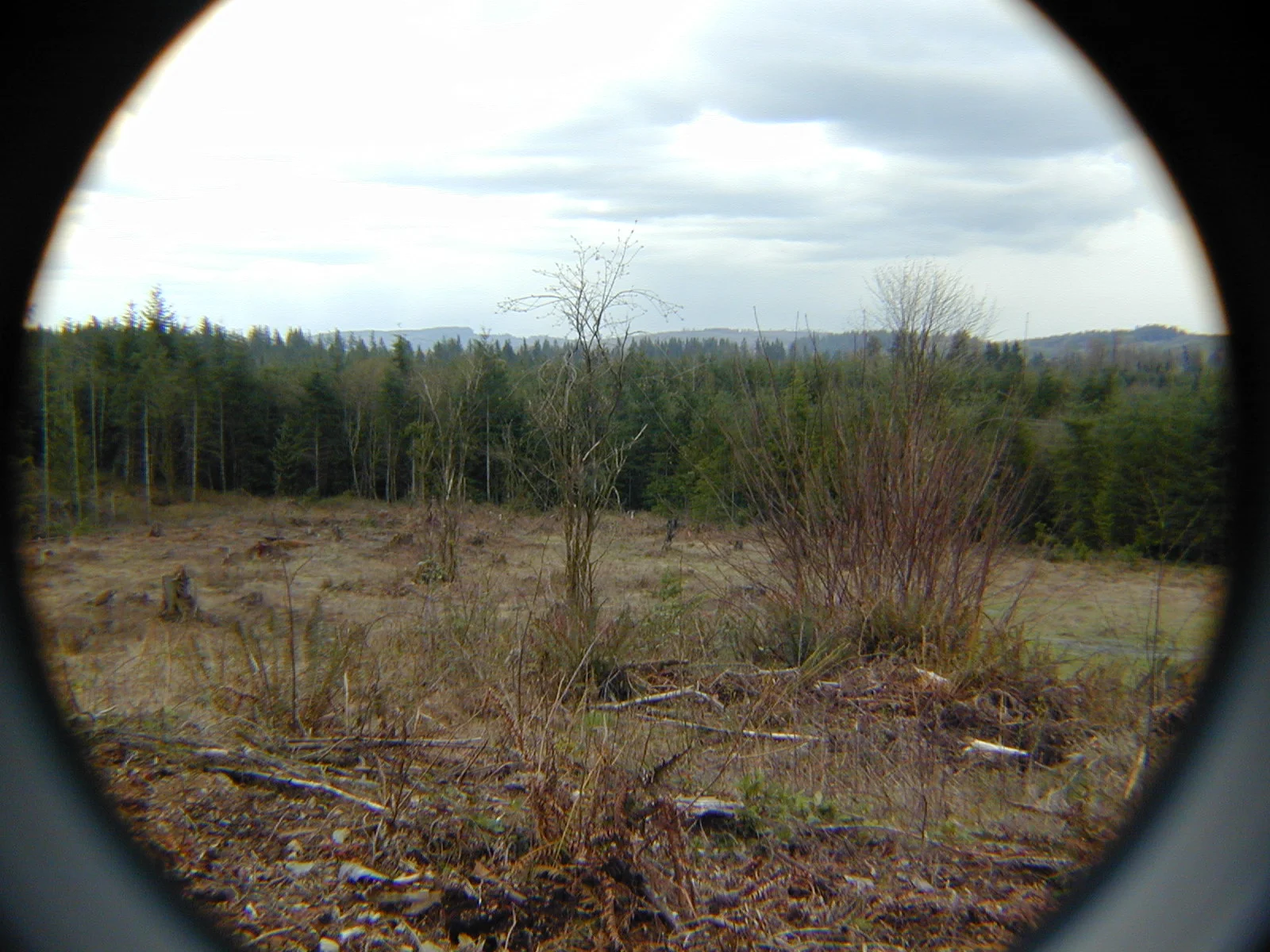 Environmental Problems in Real Estate  