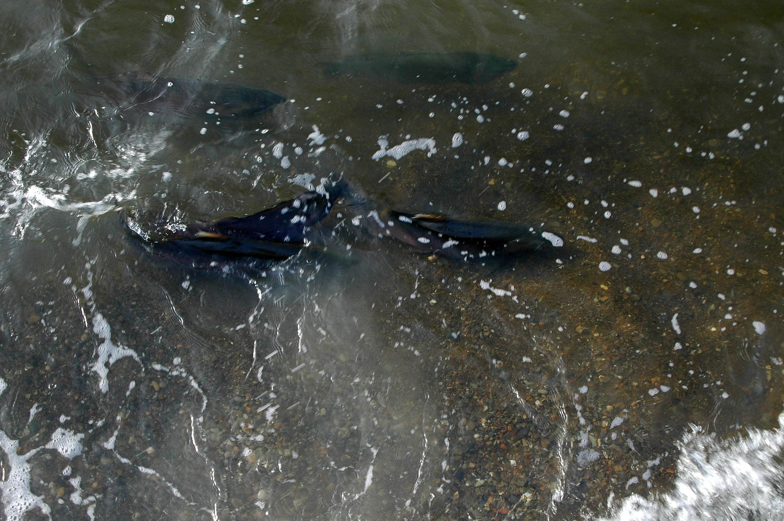 Endangered &amp; Protected Species In Land Development