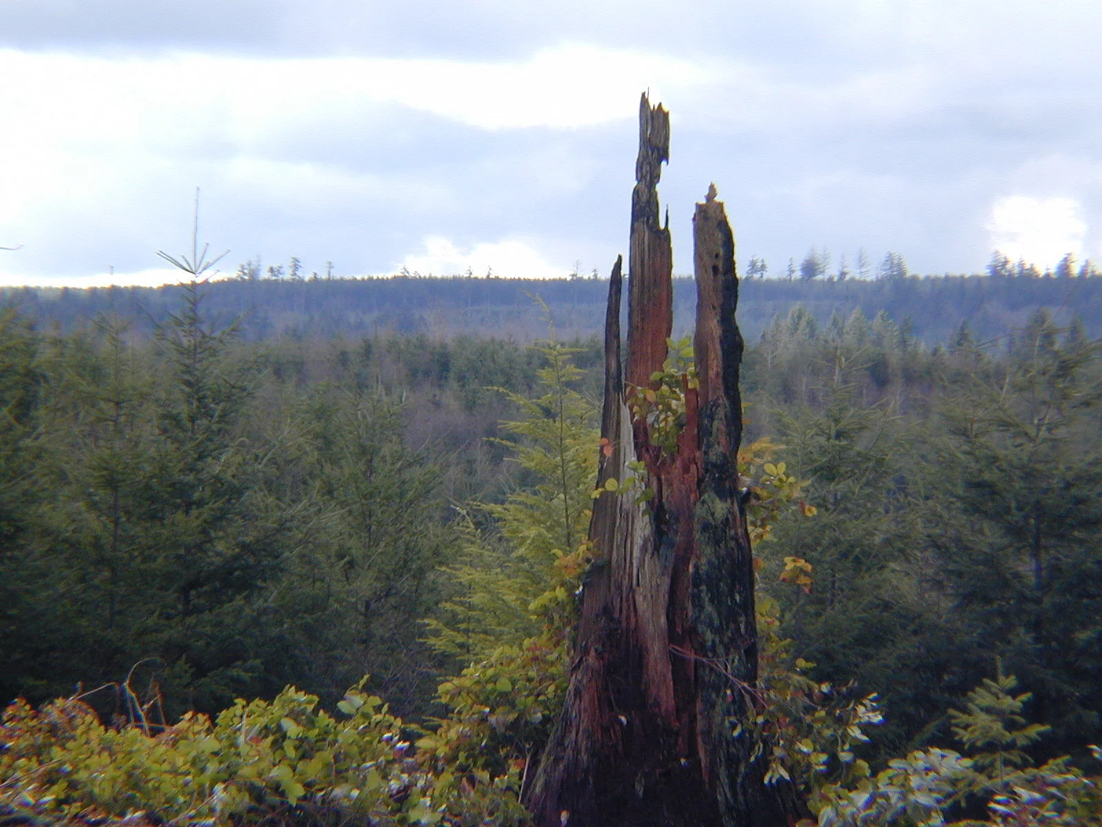 Environmental Assessment of Vacant Land