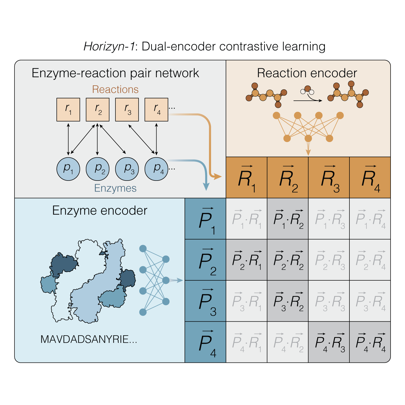 Dual-encoder contrastive learning accelerates enzyme discovery