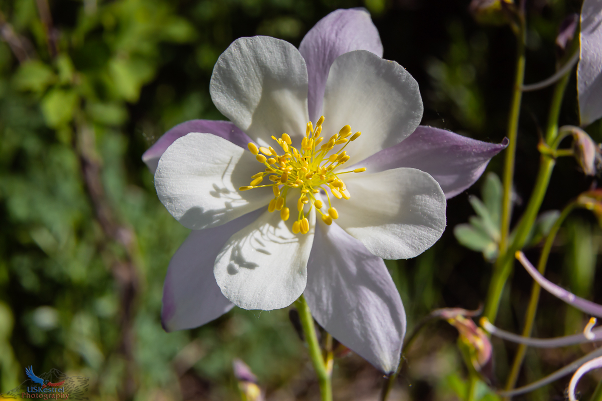 Colorado Columbine