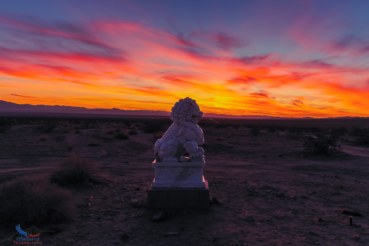 A Lion, the desert and an amazing sunset