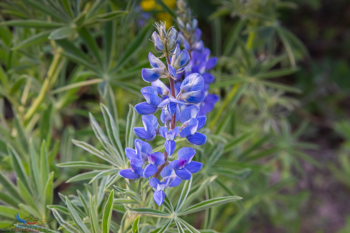 Silvery Lupine Close-Up!