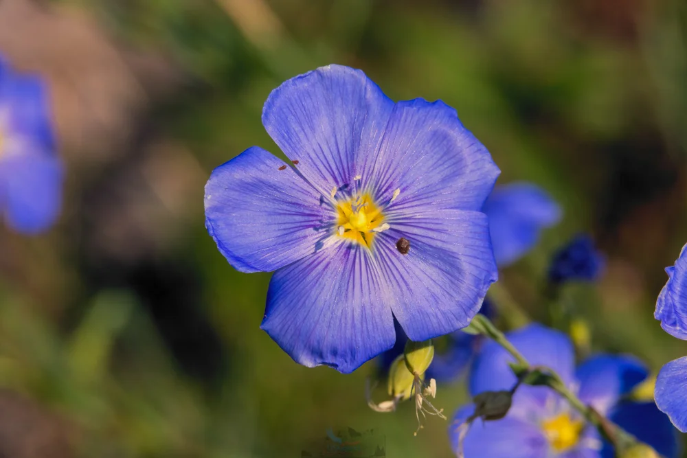 Blue Flax (Linaceae)