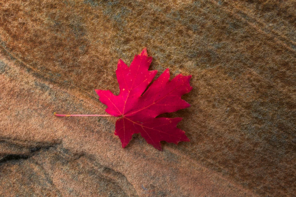 Maple & Sandstone (Zion)